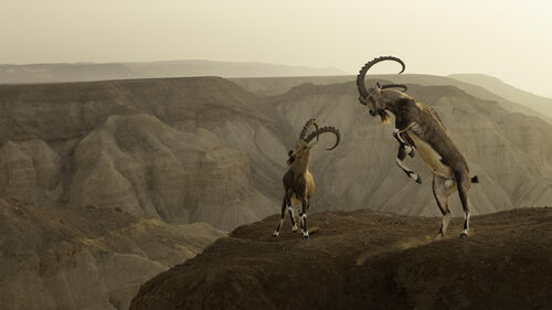 © Amit Eshel, Wildlife Photographer of the Year