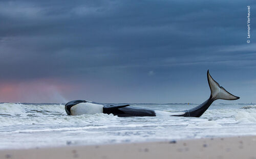 © Lennart Verheuvel, Wildlife Photographer of the Year (1)