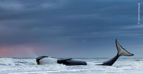 © Lennart Verheuvel, Wildlife Photographer of the Year (1) def