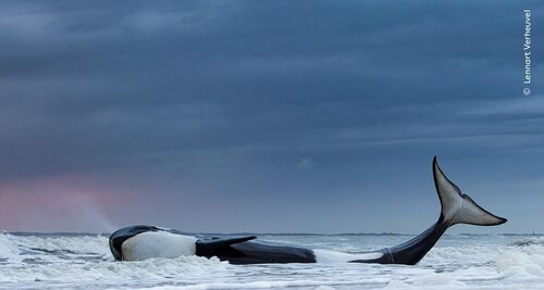 © Lennart Verheuvel, Wildlife Photographer of the Year (1) def 1