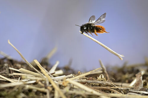 © Solvin Zankl, Wildlife Photographer of the Year (1)