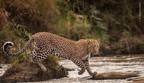 08-2560px-Shashwat-Harish Wildlife aangepast watermerk
