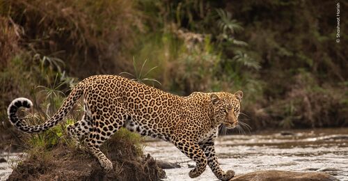 08-2560px-Shashwat-Harish Wildlife header watermerk def