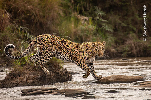 08-640px-Shashwat-Harish watermerk Wildlife
