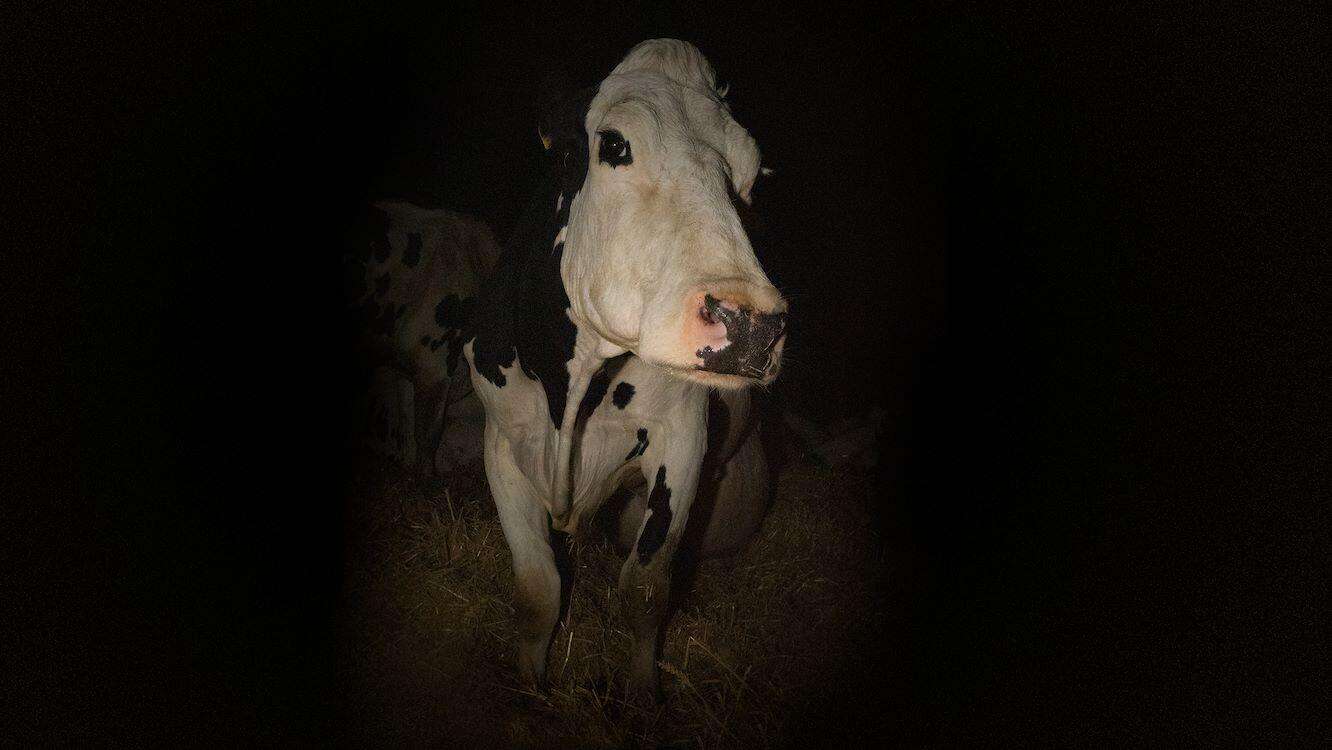 12381