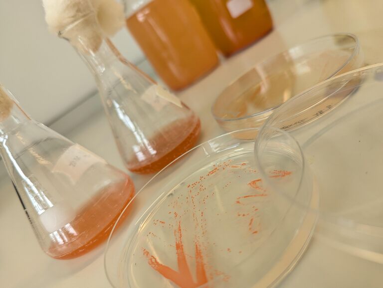 Archaea vs. Virussen: Overleven in het Extreme