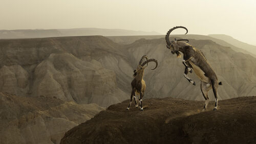(c) Amit Eshel [image 13]