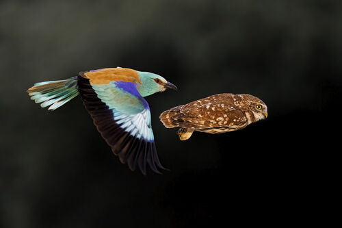 (c) Bence Máté, Wildlife Photographer of the Year (image 38)