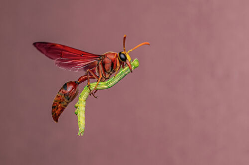 (c) Bidyut Kalita, Wildlife Photographer of the Year (image 50)