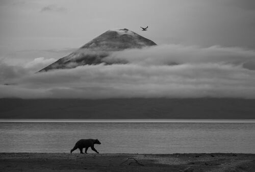 (c) Kesshav Vikram, Wildlife Photographer of the Year (image 10)