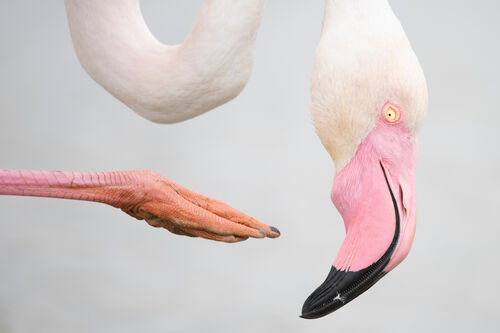 (c) Leana Kuster, Wildlife Photographer of the Year (image 22)