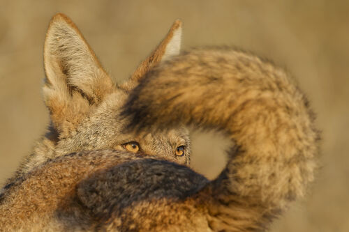 (c) Parham Pourahmad, Wildlife Photographer of the Year (image 11)