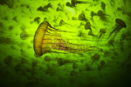 (c) Ralph Pace, Wildlife Photographer of the Year (image 65)
