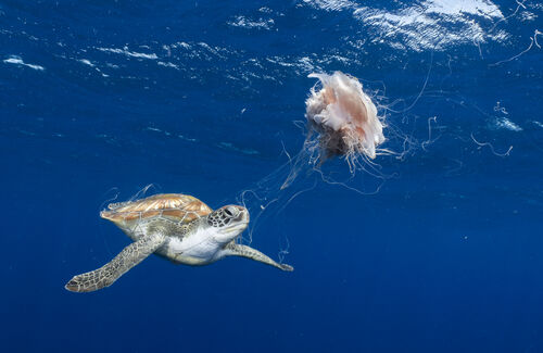(c) Tinnapat Netcharussaeng, Wildlife Photographer of the Year (image 15)