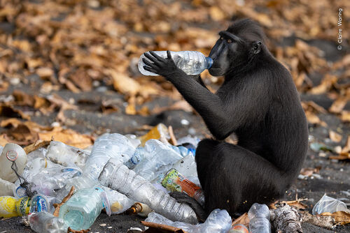 ©Claire Waring, Wildlife Photographer of the Year (1)