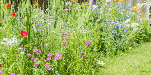 Cool Your Home with Your Garden (NL)