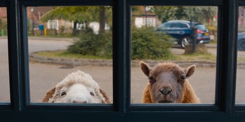 De-Schapenspeurders_st_6_jpg_sd-low_2026-Amazon-Content-Services-LLC-All-Rights-Reserved