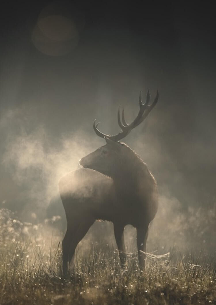 Docs: Whispers in the Woods