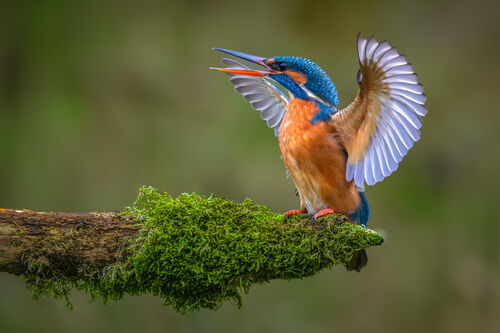 Dreighouding ijsvogel wildlife fotograaf in een dag workshop