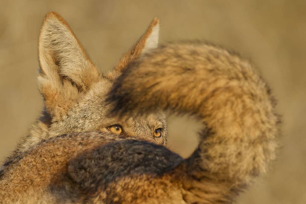 Expo | Wildlife Photographer of the Year