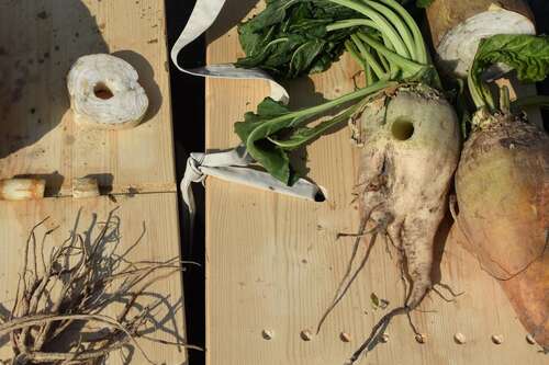 Farming Sugar, Cultivating Salt (ENG) 