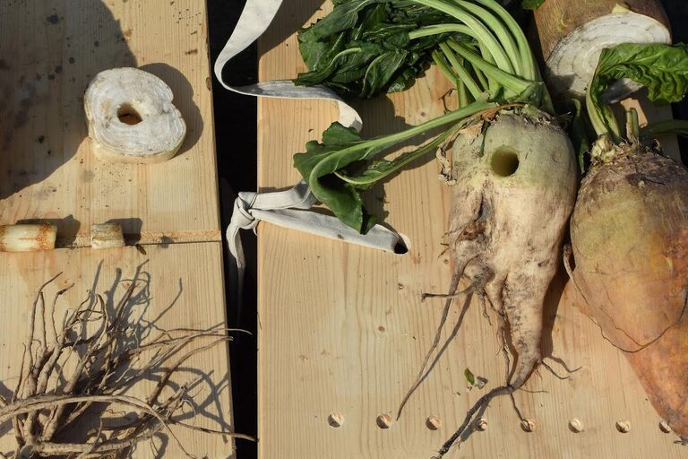 Farming Sugar, Cultivating Salt (ENG)