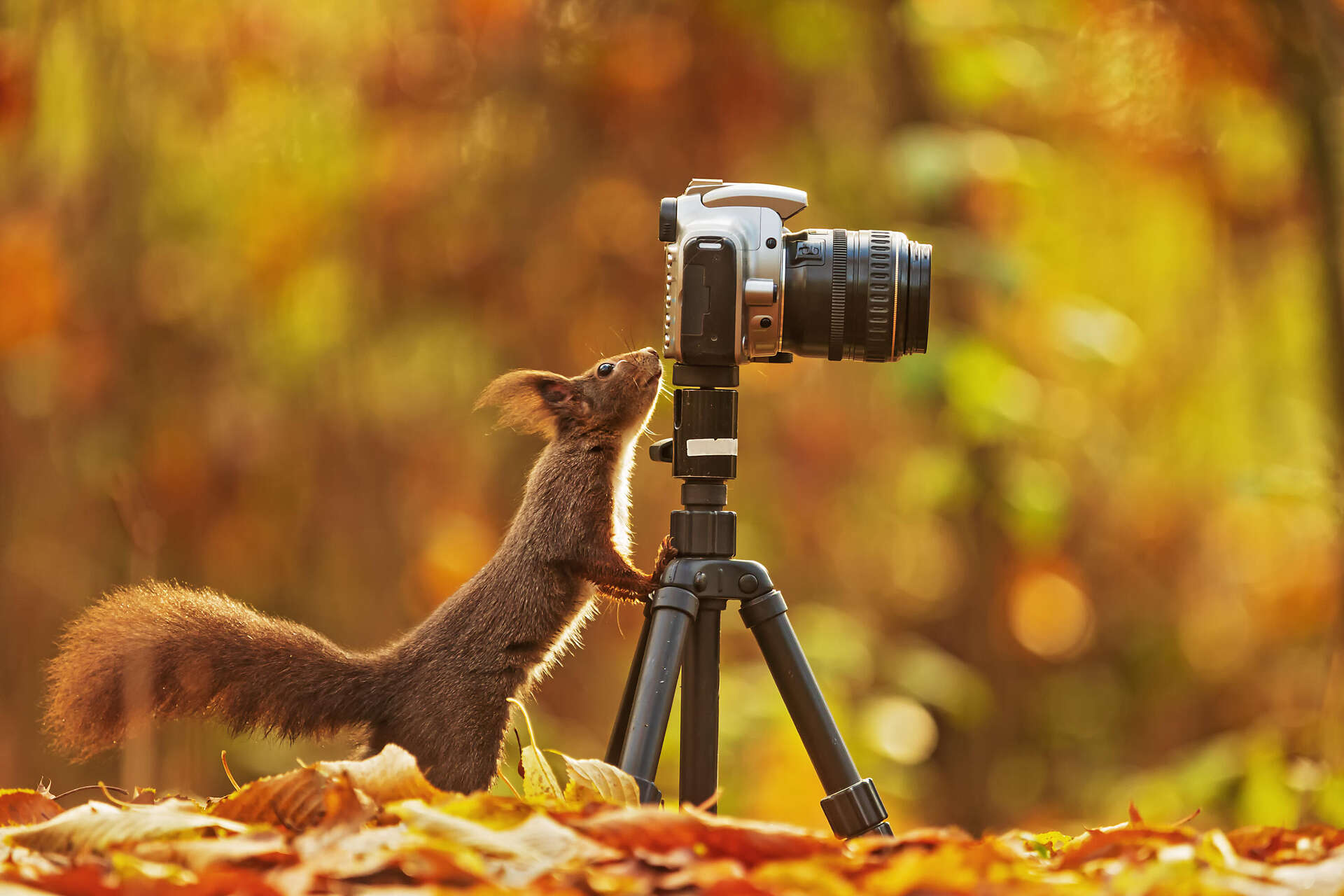 Forum Wildlife Photo Competition