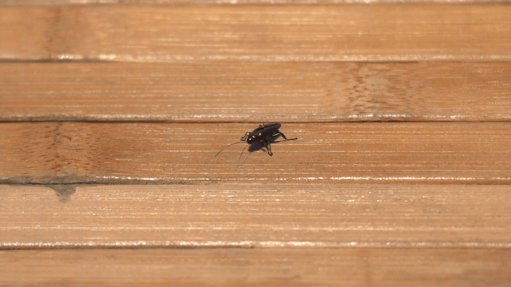 Geometries of Time - The Cockroach