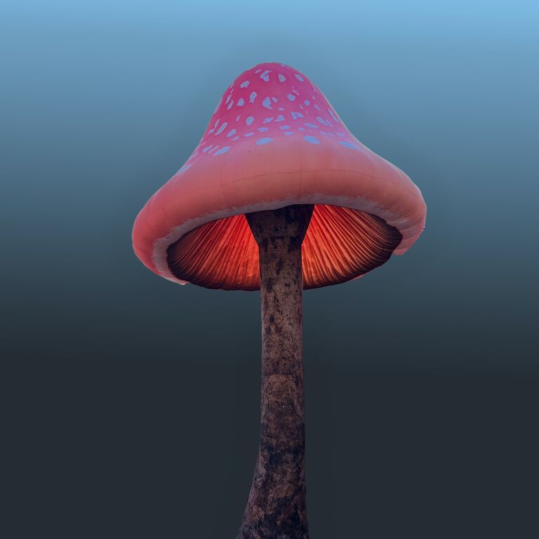 Gigantische paddenstoelen (AL)