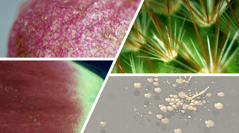 Groningen onder de microscoop