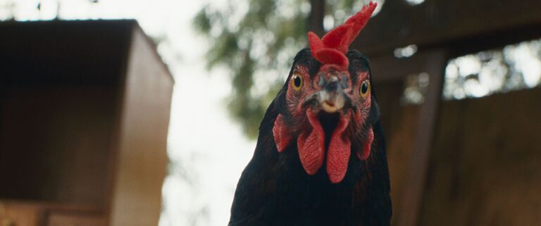 Hen
