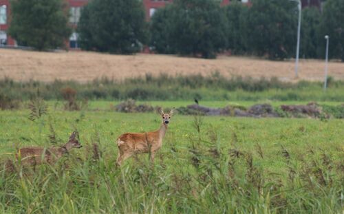 Hilde_van der Laan_Wildlife fotowedstrijd