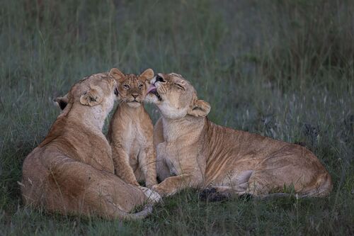 ©Mark Boyd, Wildlife Photographer of the Year (2)