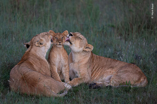 ©Mark Boyd, Wildlife Photographer of the Year (3)