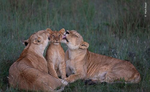 ©Mark Boyd, Wildlife Photographer of the Year watermerk def