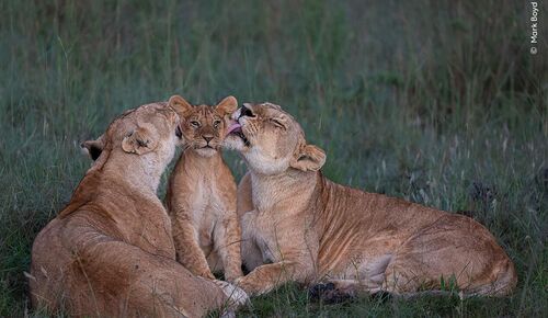 ©Mark Boyd, Wildlife Photographer of the Year watermerk def 1