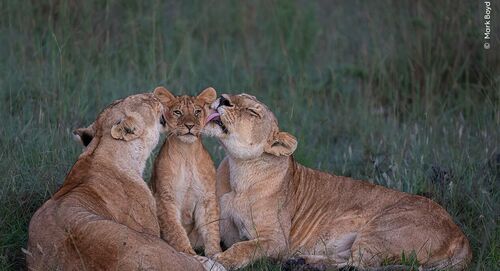 ©Mark Boyd, Wildlife Photographer of the Year watermerk def 2