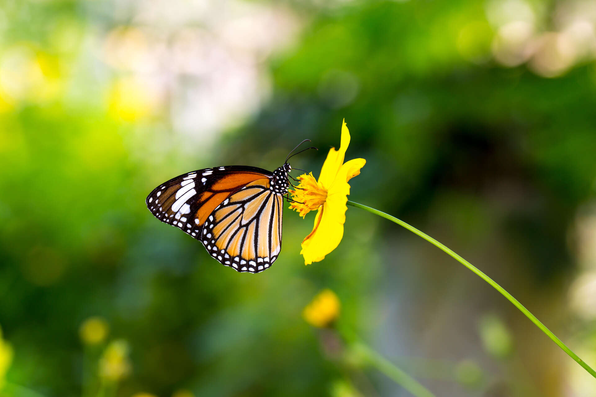 Meetactie Tuinvlindertelling
