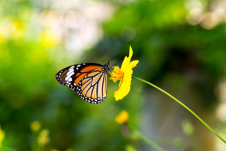 Meetactie Tuinvlindertelling