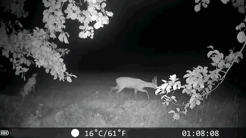 Meetactie Wild in je achtertuin