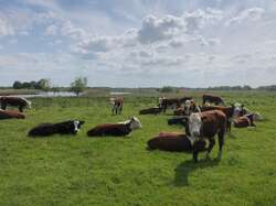 Natte teelten op veengrond: kansen voor de toekomst