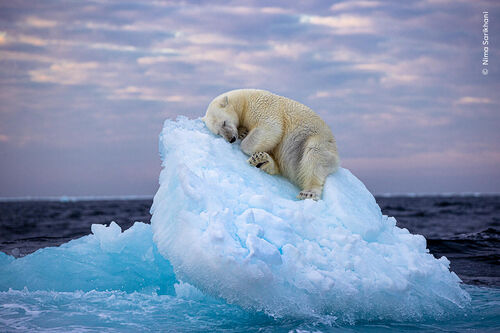 ©Nima Sarikhani, Wildlife Photographer of the Year (2)