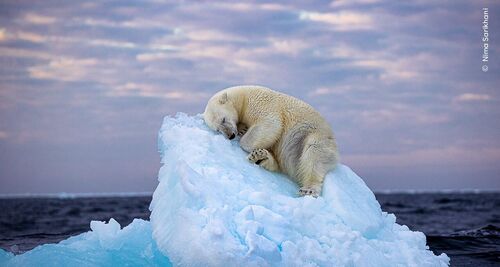 ©Nima Sarikhani, Wildlife Photographer of the Year (2) def