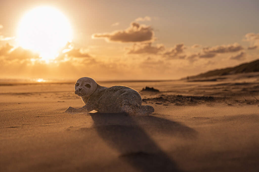 Results of the Forum Wildlife Photography Contest