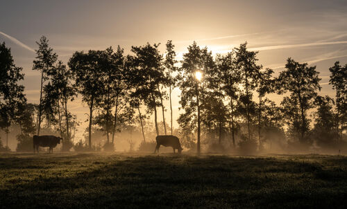 Stefan_Walraven_Grazende silhouetten in de stralende ochtend zon [Stefan Walraven]