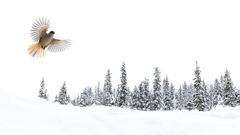Talk Stefan Gerrits - Wildlife Photographer of the Year