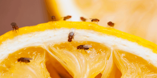Too Busy to Sleep: The Social Life of Fruit Flies (ENG)