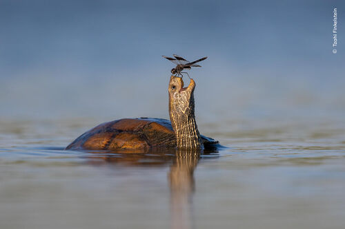 ©Tzahi Finkelstein, Wildlife Photographer of the Year (1)
