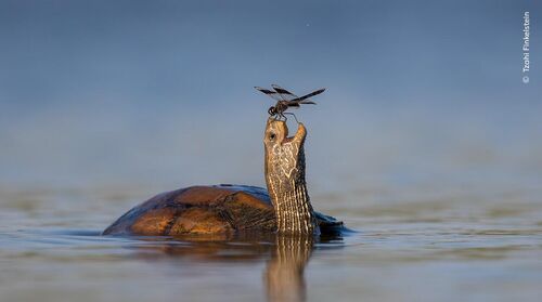 ©Tzahi Finkelstein, Wildlife Photographer of the Year (1) def