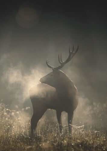 Whispers in the Woods